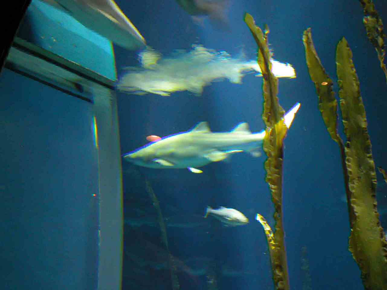 1202_-_ct_-_maritime_aquiariom_-_fish_15