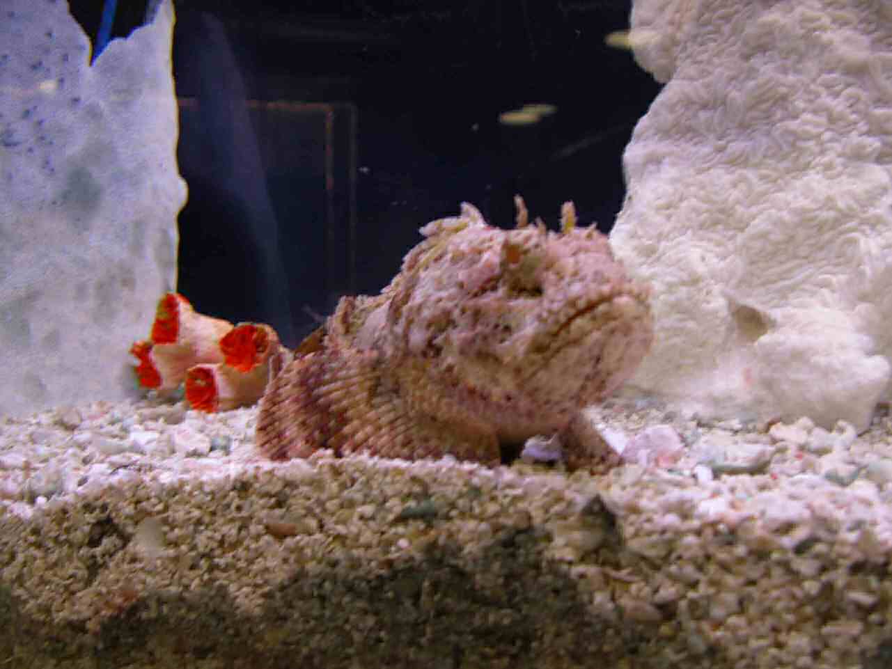 1202_-_ct_-_maritime_aquiariom_-_fish_19