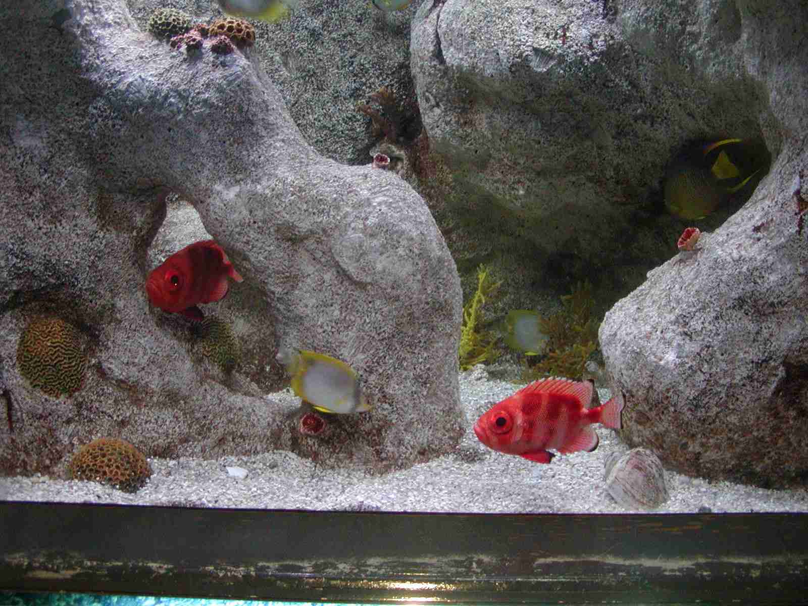 1202_-_ct_-_maritime_aquiariom_-_fish_2