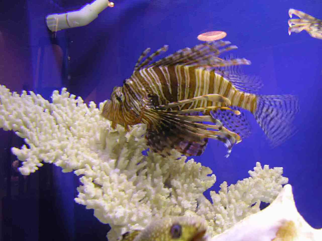 1202_-_ct_-_maritime_aquiariom_-_fish_22