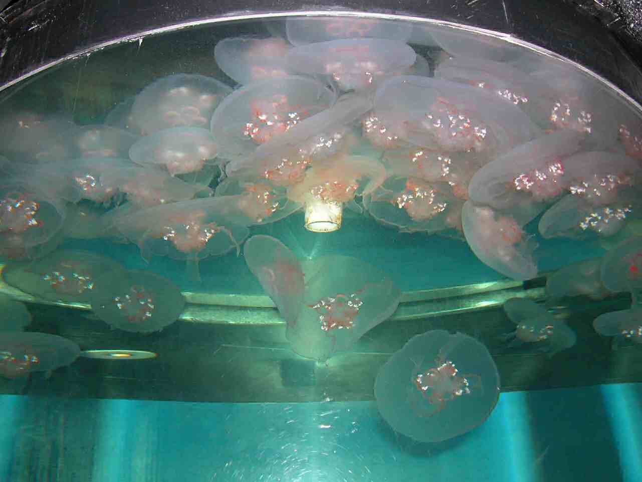 1202_-_ct_-_maritime_aquiariom_-_fish_23