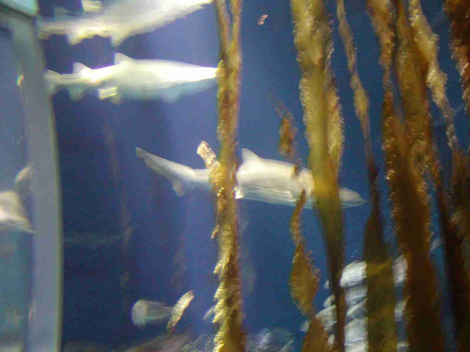 1202_-_ct_-_maritime_aquiariom_-_fish_3
