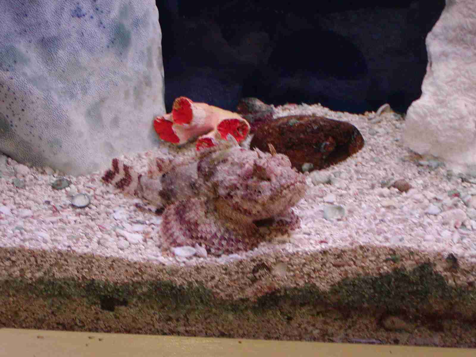 1202_-_ct_-_maritime_aquiariom_-_fish_4