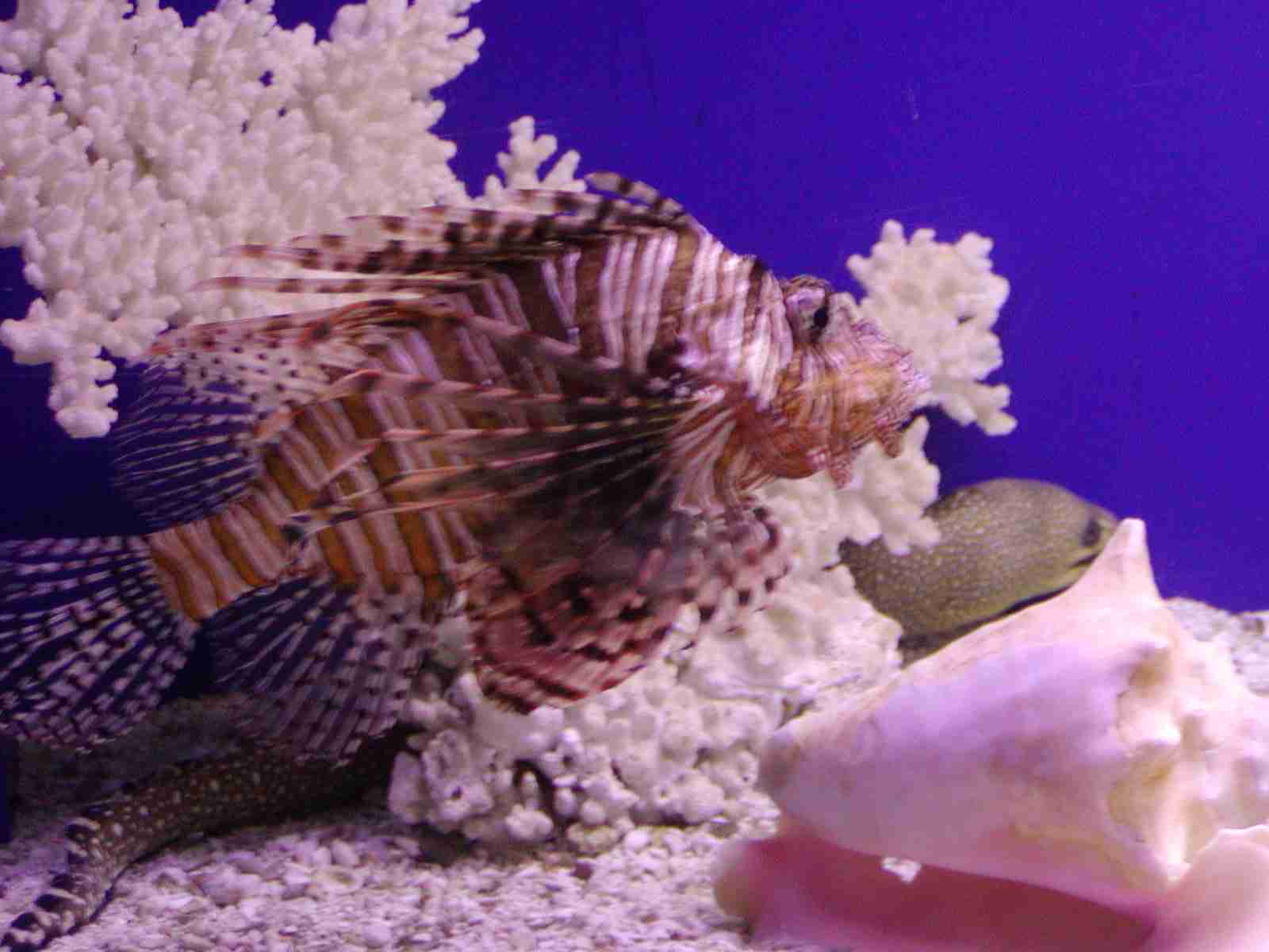 1202_-_ct_-_maritime_aquiariom_-_fish_5