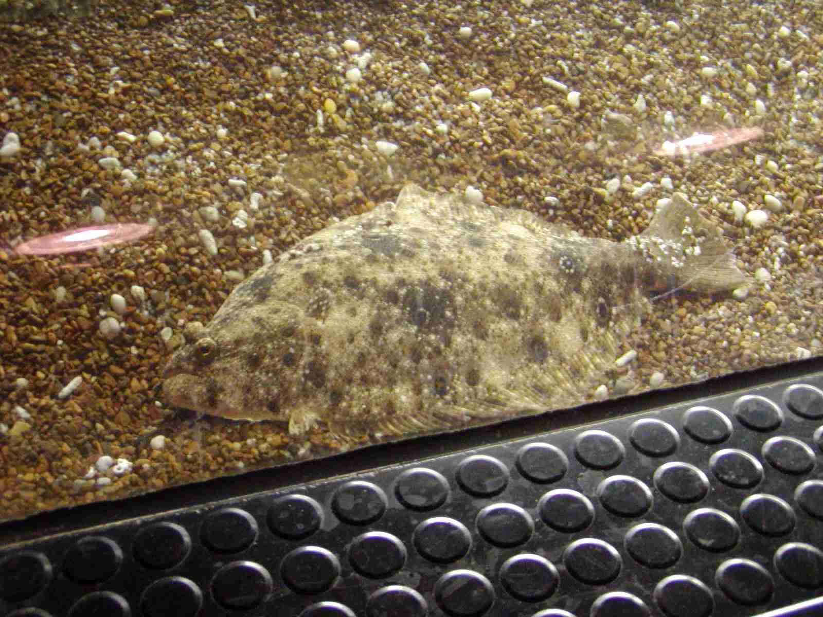 1202_-_ct_-_maritime_aquiariom_-_fish_9