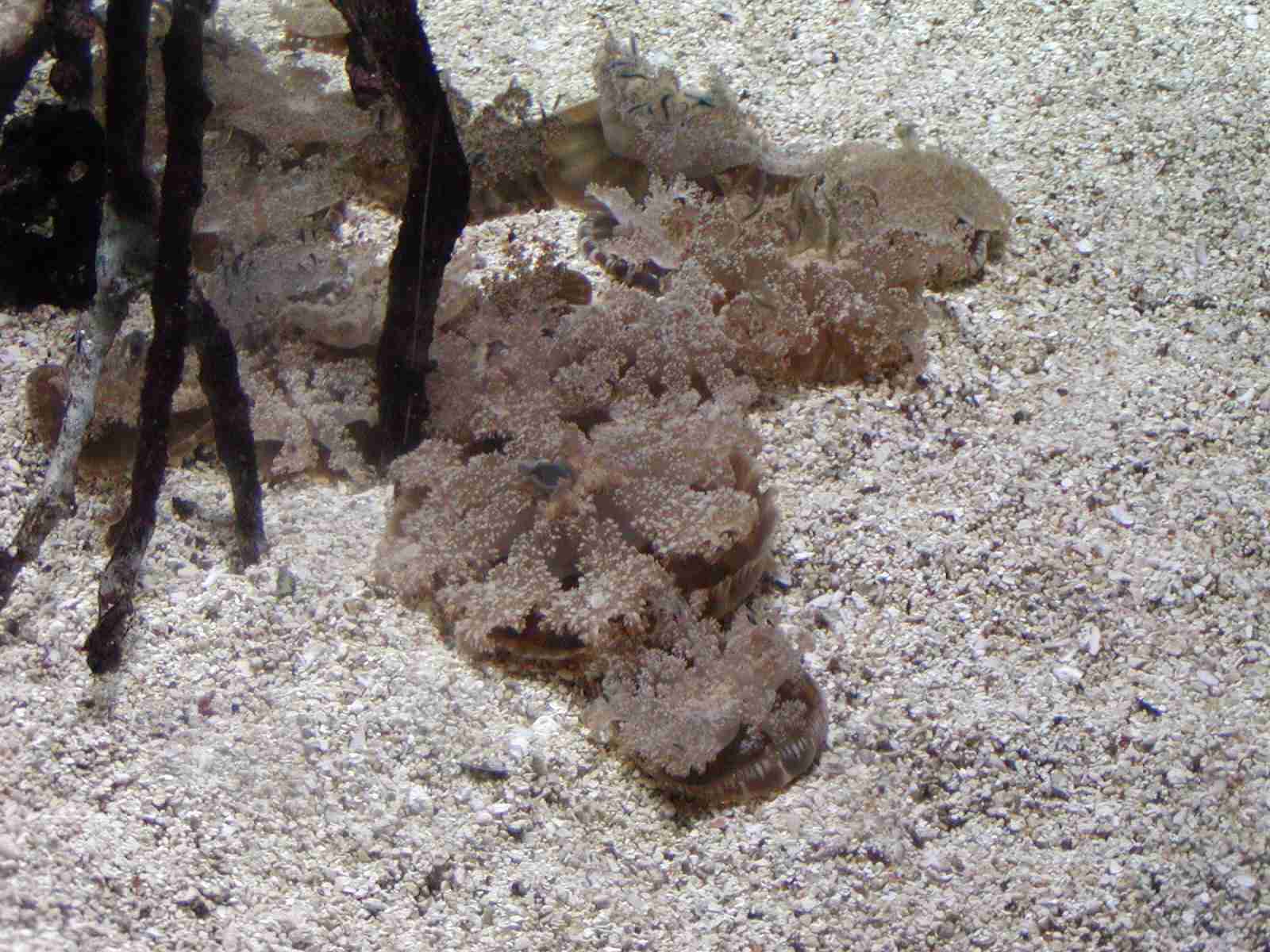 1202_-_ct_-_maritime_aquiariom_-_seaweed