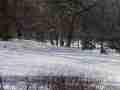 0902_-_nyc_-_5th_ave_-_central_park_-_snow_sleds