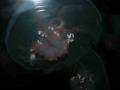 1202_-_ct_-_maritime_aquiariom_-_fish_10
