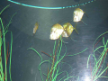 1202_-_ct_-_maritime_aquiariom_-_fish_12