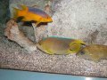 1202_-_ct_-_maritime_aquiariom_-_fish_13