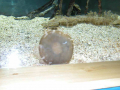 1202_-_ct_-_maritime_aquiariom_-_fish_14