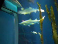 1202_-_ct_-_maritime_aquiariom_-_fish_15