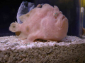 1202_-_ct_-_maritime_aquiariom_-_fish_16