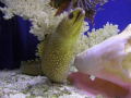 1202_-_ct_-_maritime_aquiariom_-_fish_17