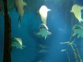 1202_-_ct_-_maritime_aquiariom_-_fish_18