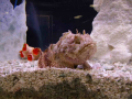 1202_-_ct_-_maritime_aquiariom_-_fish_19
