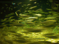 1202_-_ct_-_maritime_aquiariom_-_fish_20
