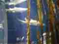 1202_-_ct_-_maritime_aquiariom_-_fish_3
