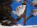 1202_-_ct_-_maritime_aquiariom_-_fish_8