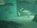 1202_-_ct_-_maritime_aquiariom_-_gient_turtiles