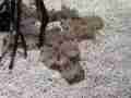 1202_-_ct_-_maritime_aquiariom_-_seaweed