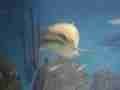 1202_-_ct_-_maritime_aquiariom_-_shark_1