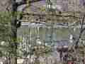 1304_-_central_park_2
