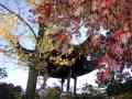 41_dr_sun_yat-sen_garden