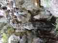 43_dr_sun_yat-sen_garden
