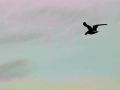 crw_1450_rj