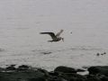 crw_1453_rj