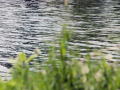 crw_1840_rj