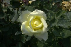 06-08-royal-gardens