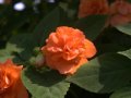 crw_2311
