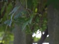 crw_2316