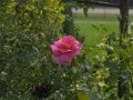 crw_2319