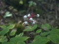 crw_2427