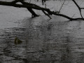 crw_2547