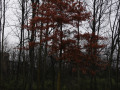crw_2560