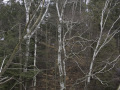 crw_3033