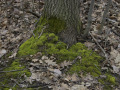 crw_3045