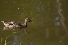 08-08-brantford