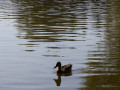crw_3183
