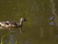crw_3186