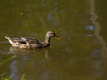 crw_3187