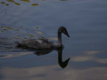 crw_3198