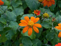 crw_3203