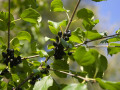 crw_3204