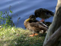 crw_3216