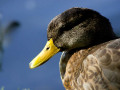 crw_3217